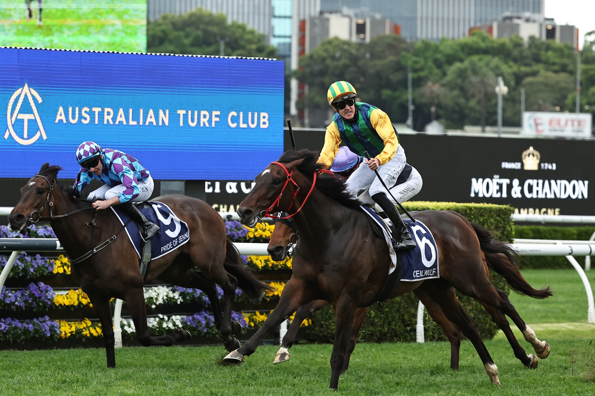 Ceolwulf winning the G1 King Charles III Stakes at Randwick in 2024