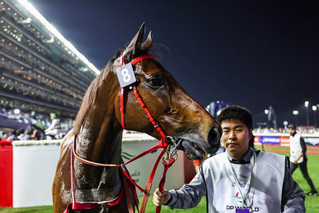 Romantic Warrior after his gutsy second in the Dubai Turf.