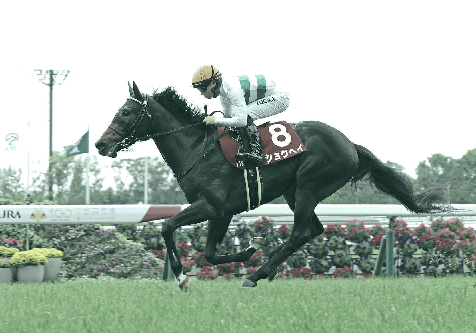 Shohei wins the G2 Kyoto Shimbun Hai