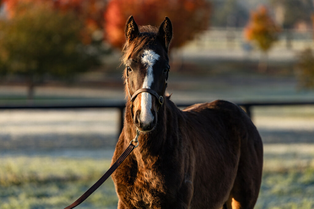 Snitzel-x-Winx-June-25-6105-2-
