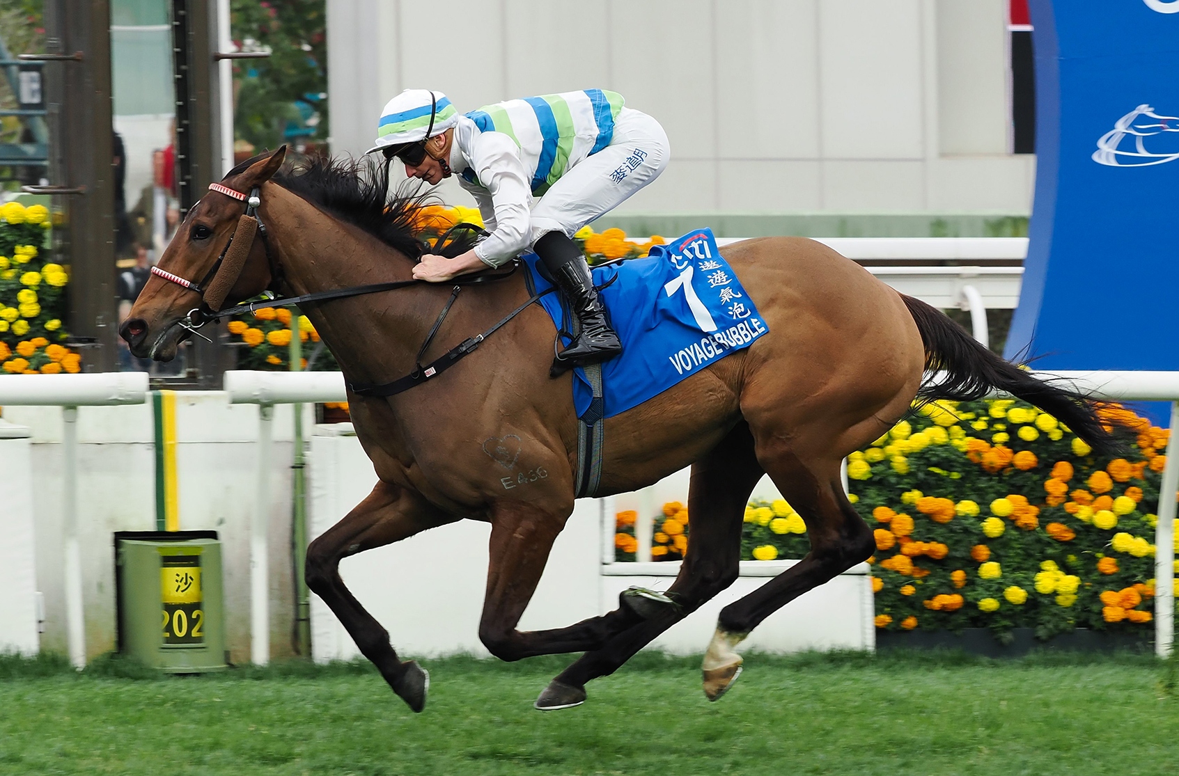 Voyage Bubble wins Hong Kong Gold Cup