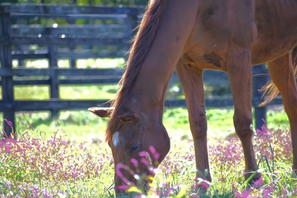 Grass Wonder in retirement