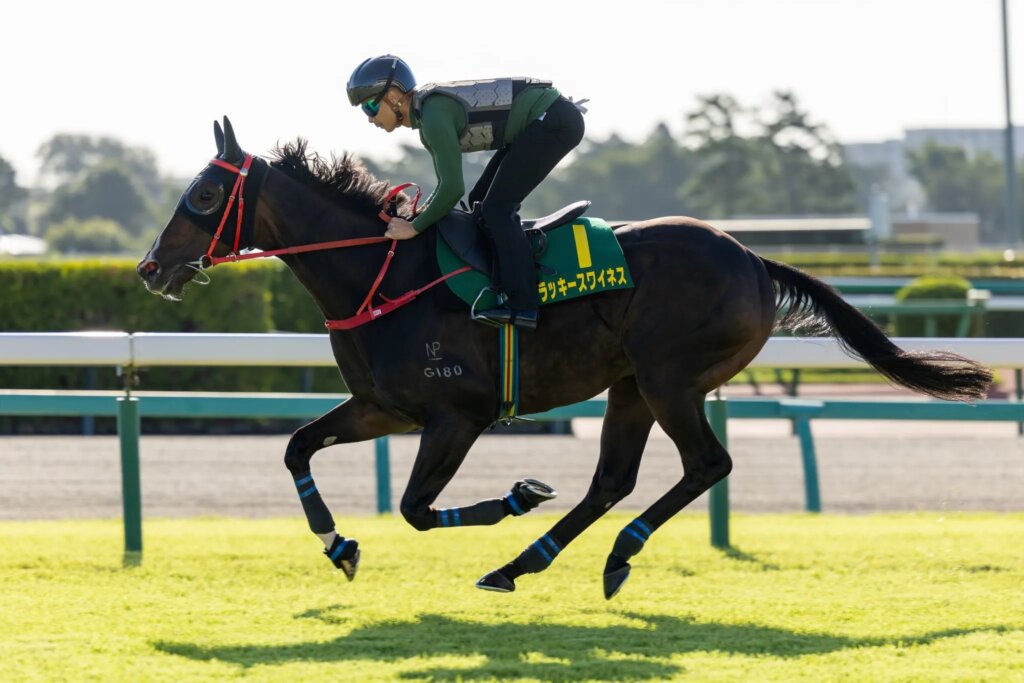 Derek Leung gallops Hong Kong sprinter Lucky Sweynesse at Nakayama ahead of the G1 Sprinters Stakes