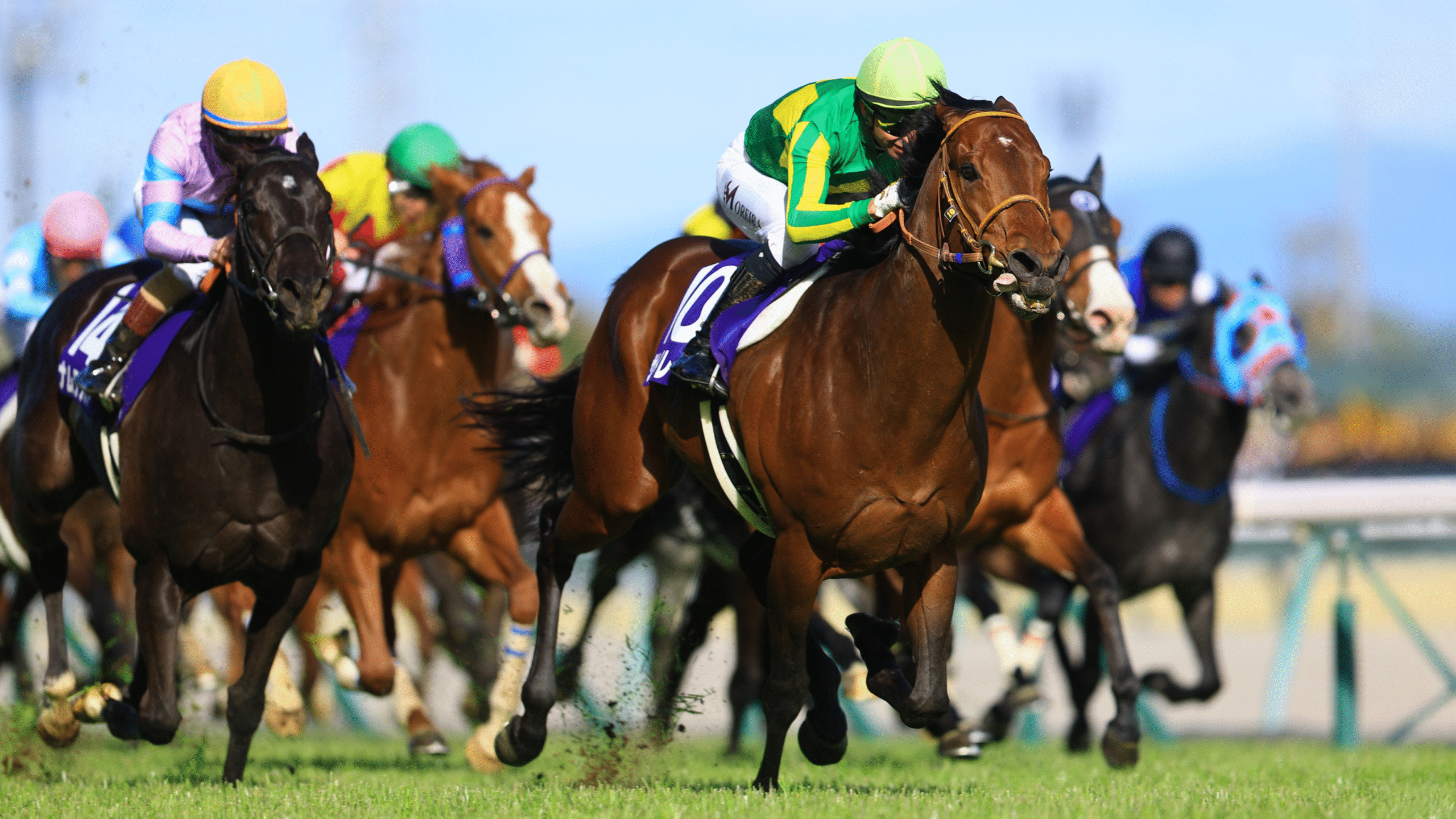 【8/15迄】ロードカナロア スプリンターズS 記念ジャージ 龍王 XL 競馬 スプリンターズS史上初の父仔制覇へ ロードカナロア産駒の2頭が