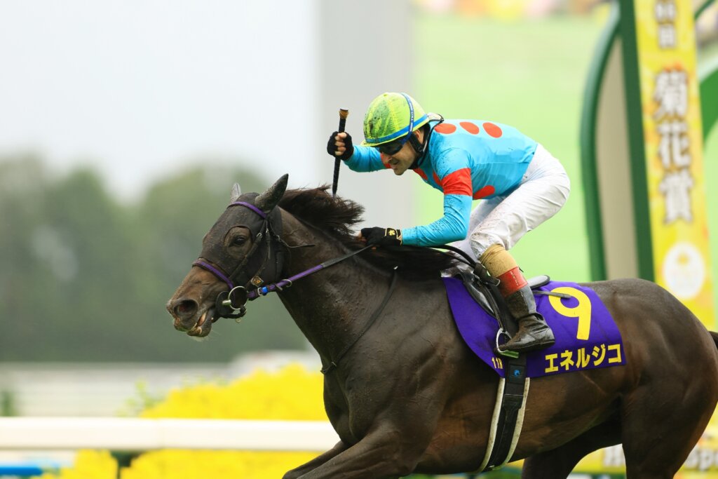Energico wins the G1 Kikuka Sho
