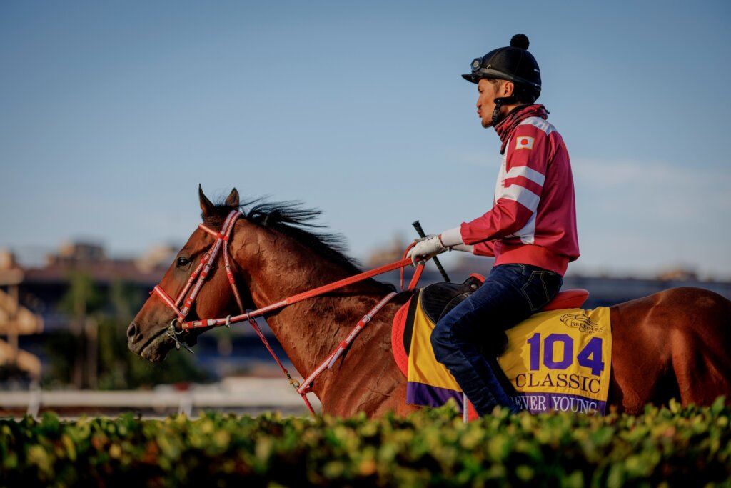 Forever Young ahead of the 2025 Breeders' Cup Classic