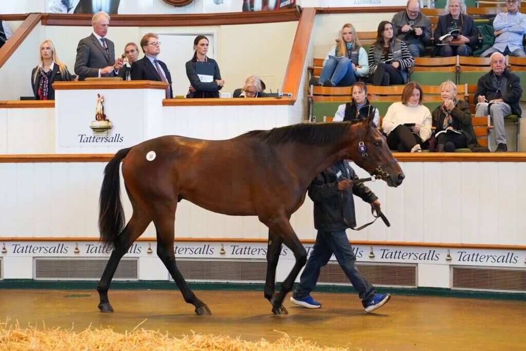 Lyneham as a yearling