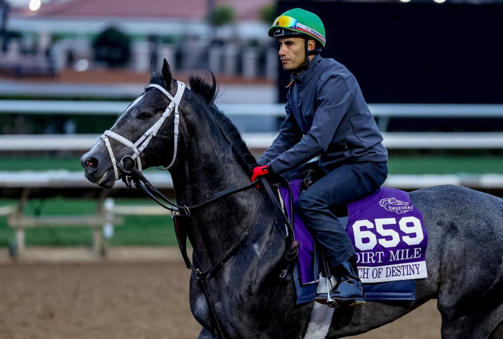 Touch Of Destiny at the Breeders' Cup