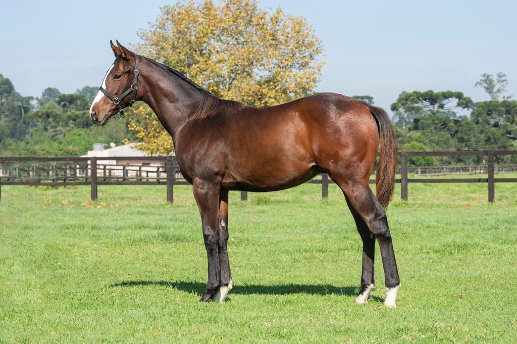 Obataye at 11 months old in 2021 when Joao Moreira first encountered the horse