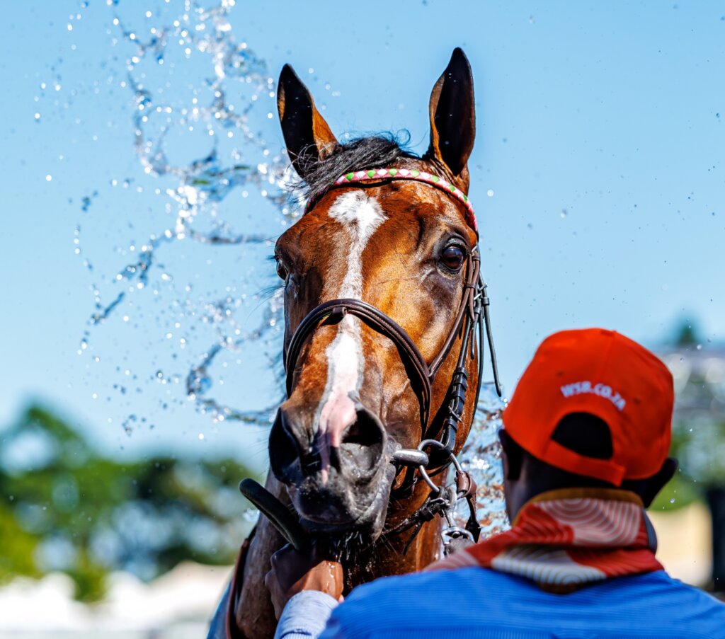 Eight on Eighteen enjoying a hose down after winning the G1 Cape Town Met in 2025