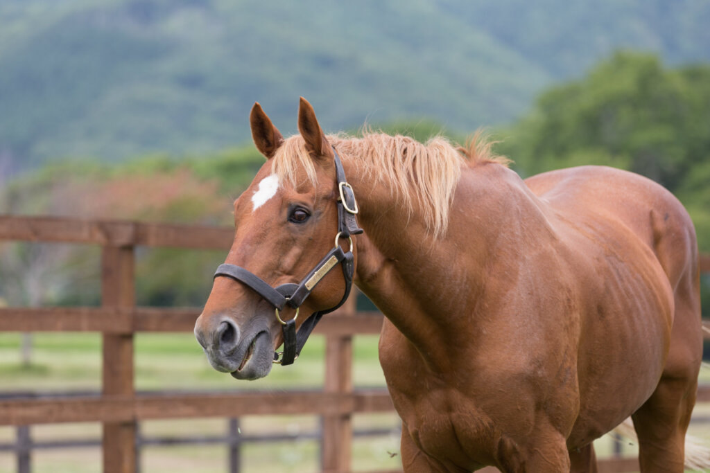 Japanese star Taiki Shuttle
