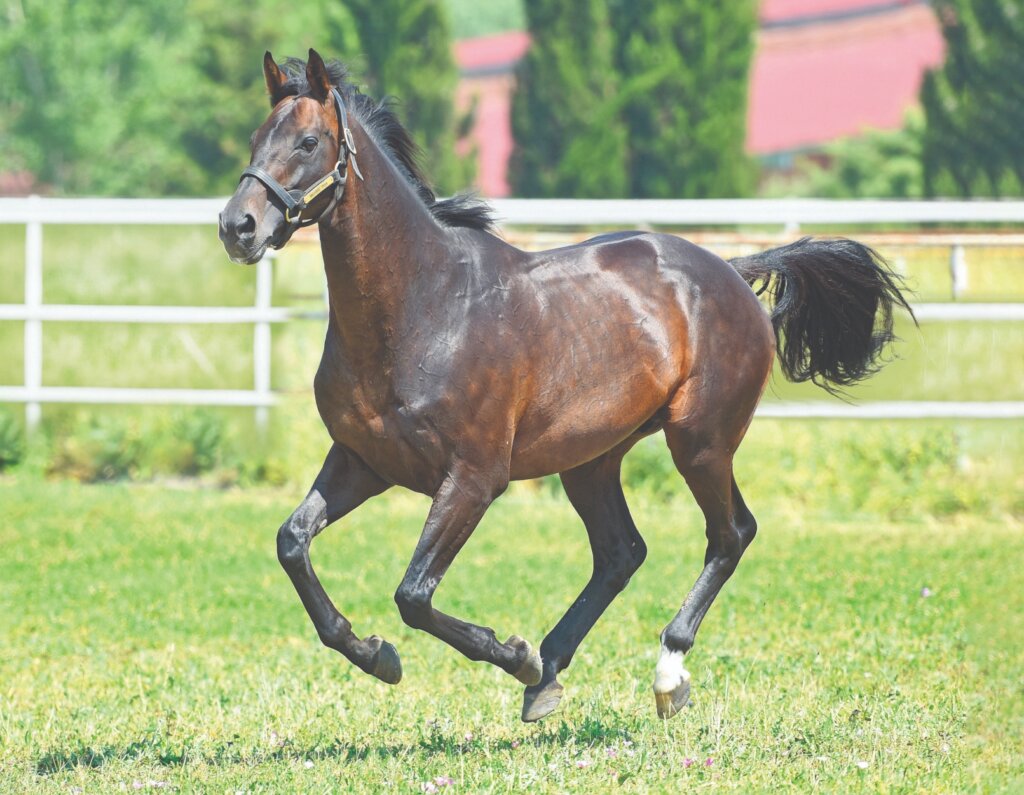 Victoire Pisa at Karacabey Stud