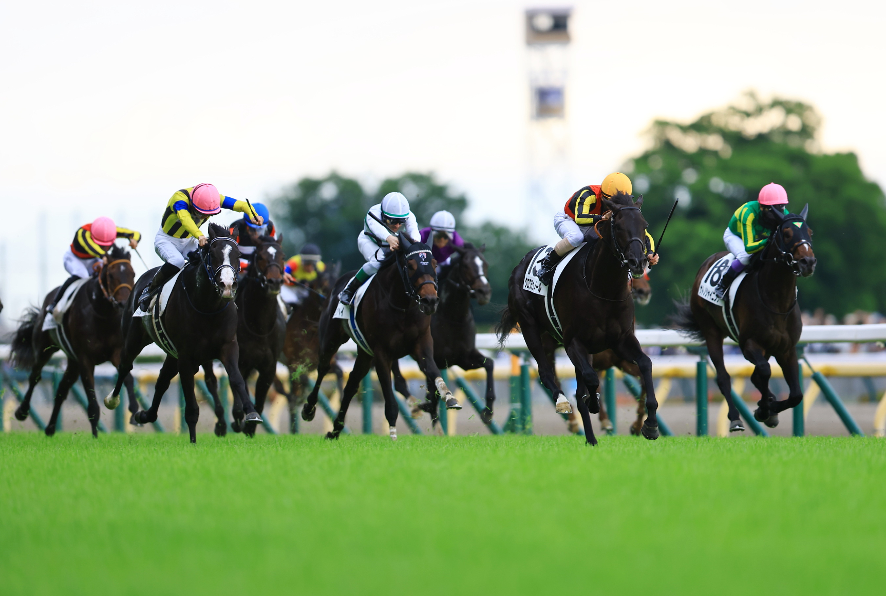 the 2025 Tokyo Yushun won by Croix du Nord