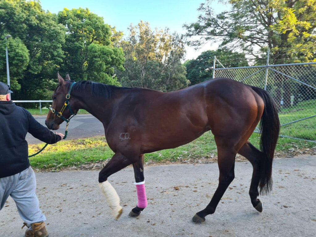 Rothfire post-surgery