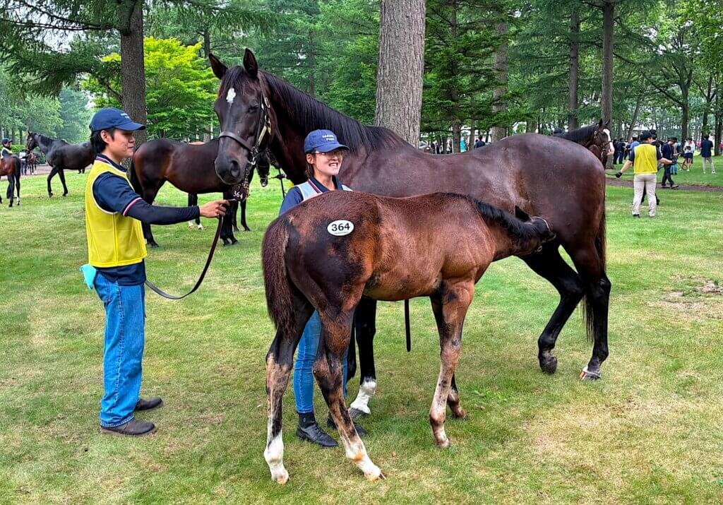 Belarusa x Kitasan Black foal drinking
