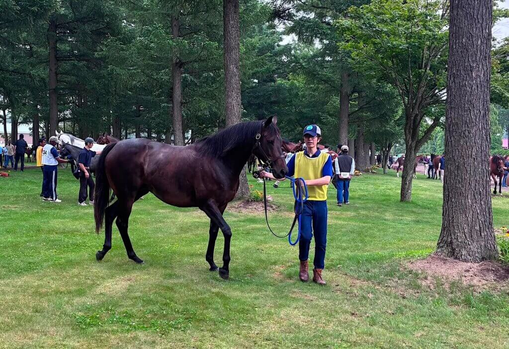 Daring Tact under the trees at the Select Sale