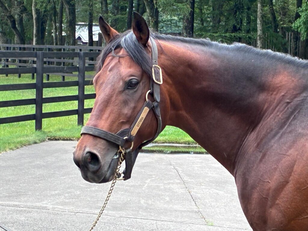 Efforia at Shadai Stallion Station
