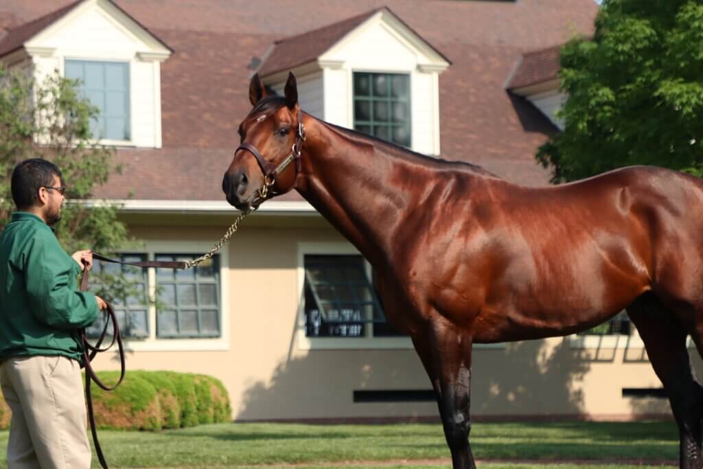 Flightline being paraded at Lane's End Farm