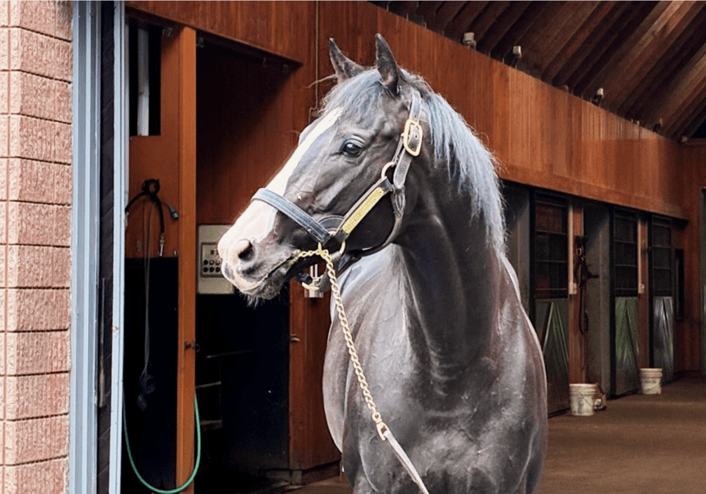 Equinox at Shadai Stallion Station in 2026