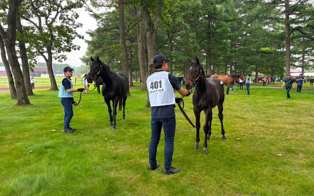 Yankee Rose and Foal at JRHA Select Sale