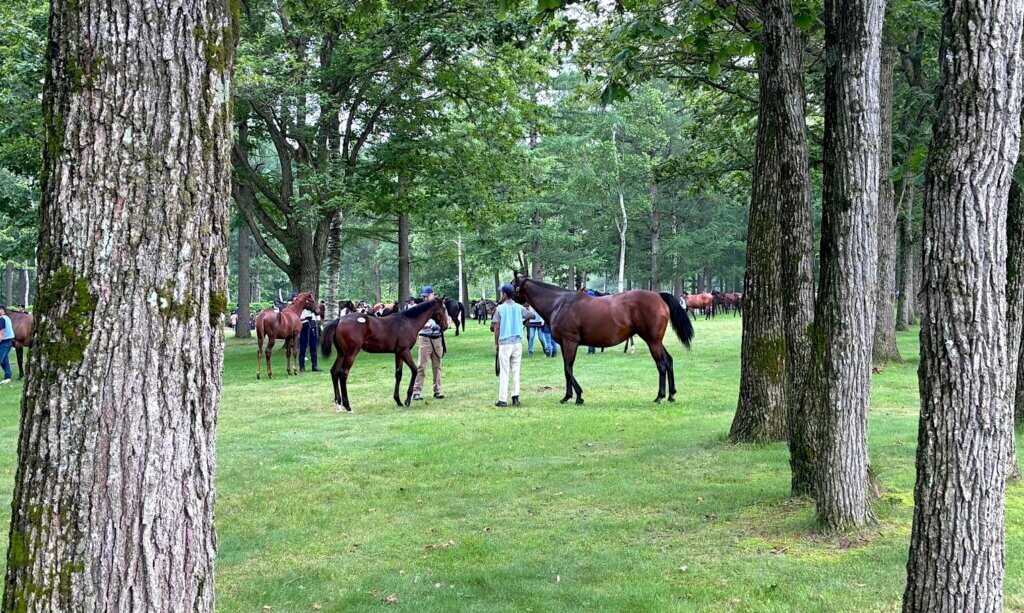 Mare and her foal at the Select Sale