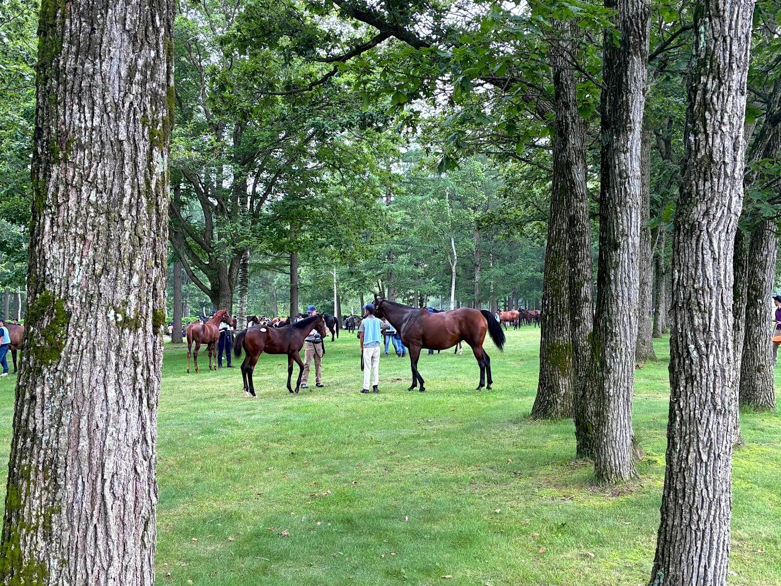 Mare and her foal at the Select Sale