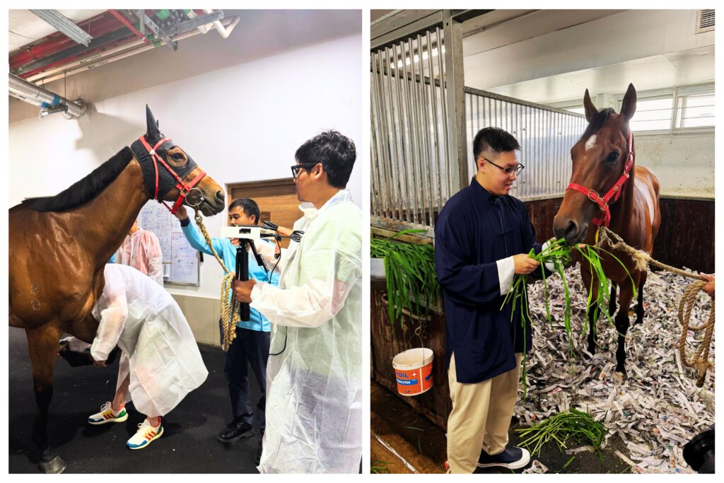 Alex So and horses being examined