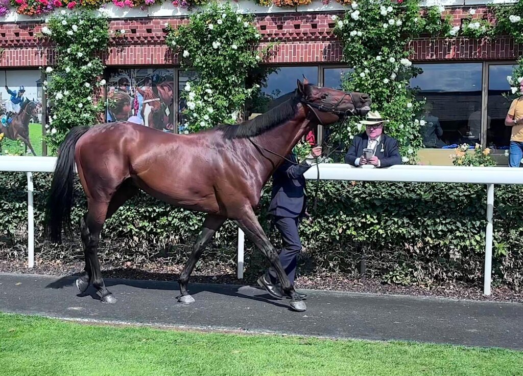 Satono Reve slightly revved up in the pre-parade at York