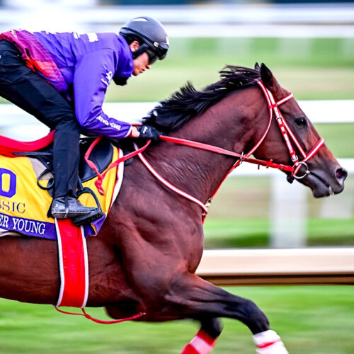 Forever Young in trackwork ahead of the Breeders' Cup Classic