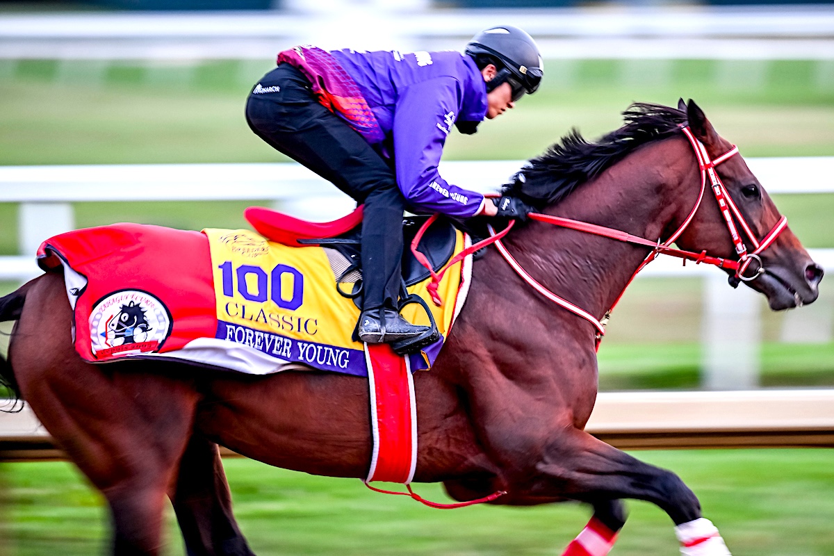 Forever Young in trackwork ahead of the Breeders' Cup Classic